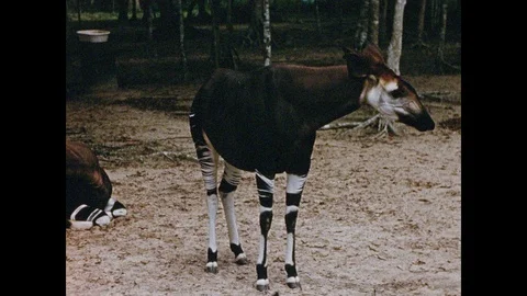 1960s: Pair of okapi. Men feed monkey's in field. Stock Footage 97299907