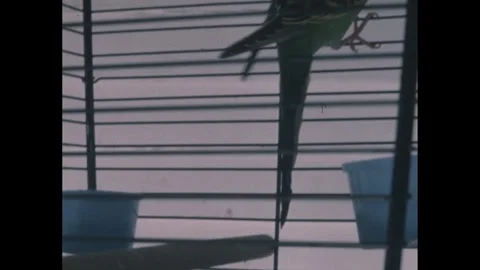 1960s: Parakeet in cage. Video stock 249235532
