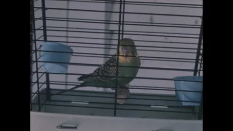 1960s: Parakeet in cage. Video stock 249235536