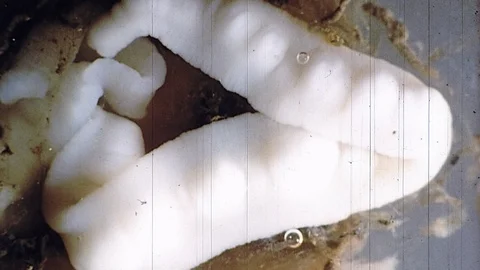 1960s Parasite Tapeworm Eggs Under Microscope Vintage Old Film Educational Movie Video stock 90438751