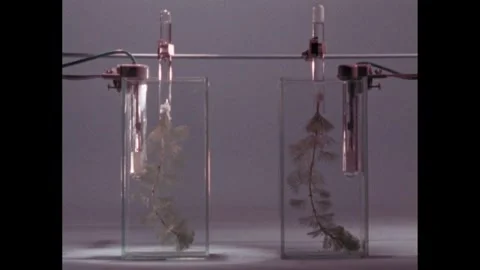 1960s: Plants hang upside down in beakers.  Test tubes mounted on beaker. Stock Footage 257364839