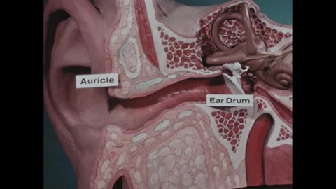 1960s: Pointer circles on a model of the human ear the eardrum. Points to the Video stock 263586891