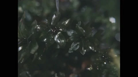 1960s: A pointer points to the colorless flower of an aquatic plant. A cross Stock Footage 188532250
