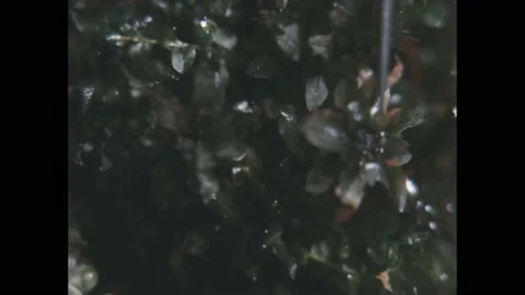 1960s: A pointer points to the colorless flower of an aquatic plant. Stock Footage 188532340