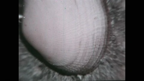 1960s: A pointer points at the shell of a clam. Points at the mantle. Body of a Stock Footage 220378643