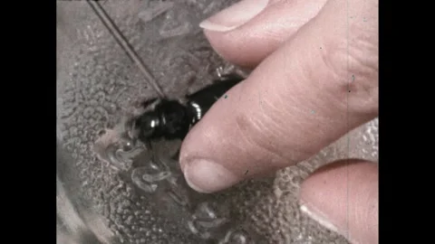 1960s: Pointer touches parts of beetle.  Hand flips beetle upside down.  Pointer Stock Footage 256229866
