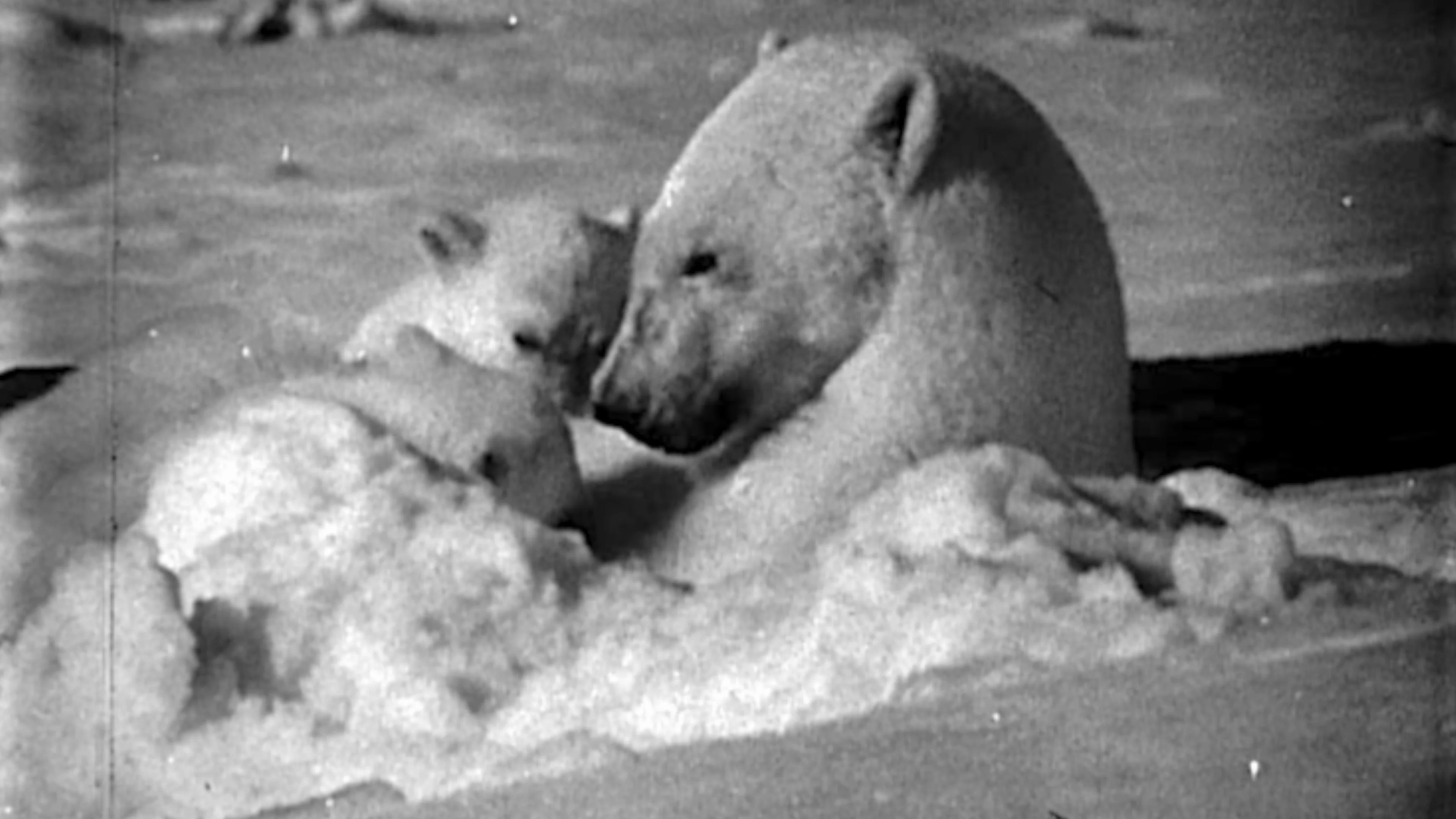 Polar Bears Film from POV