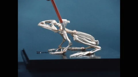 1960s: Probe points to fins on fish skeleton. Probe points to legs on skeleton 스톡 동영상 194465545