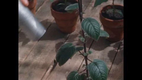 1960s: Probe testing the different leaves on the plant. Stock Footage 260128213