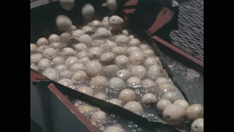1960s: Processing plant.  Men dump fruit into water.  Melons move onto conveyor Stock Footage 172028470