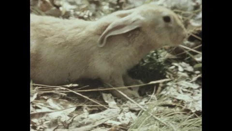 1960s: Rabbit crawls around on dead leaves. Stock Footage 246749814