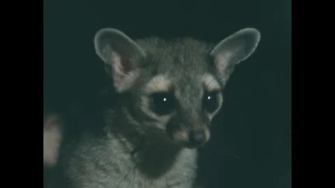 1960s: ringtail leaps forward, looks up, sniffs, seems alert to danger Video stock 275731253
