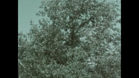 1960s: Robin hops across grassy field. Tree waves in breeze. Robin sits in nest Stock Footage 254998980