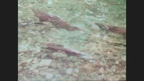 1960s: Salmon Swim In River. Stock Footage