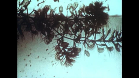 1960s: Several bladderwort plant traps with insects inside. Pinguicula Stock Footage 82705467
