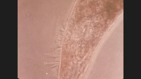 1960s: single cell organisms and microbes float around. jellyfish undulates in Stock Footage 76595605