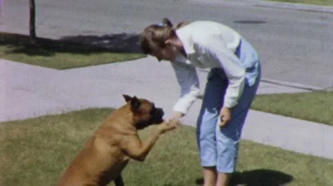 1960s Smart DOG SHAKES Woman's HAND Pet Trick  Vintage Film Home Movie Stock Footage