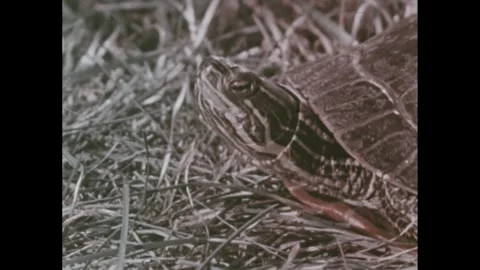 1960s: Snapping turtle walks across grass. Snail perches on log. Stock Footage 256829596