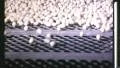 1960s Soybean Grain Food Processing Plant Factory Vintage Industrial Movie Film HD Footage