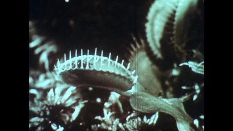 1960s: Spider trapped in Venus flytrap. Closed Venus flytrap. Open Venus Stock Footage 82705510
