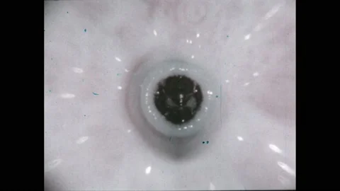 1960s: The suckers on the underside of an octopus. Octopus mouth. Octopus on Stock-Footage 220378711