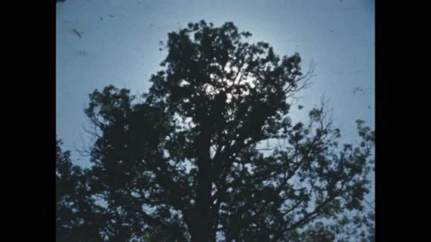 1960s:The sun behind a tree rustling in the wind. Video stock 188532534