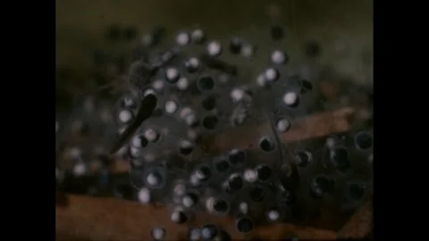 1960s: Tadpole floating in front of a bunch of frogs eggs. Stock Footage 249234810