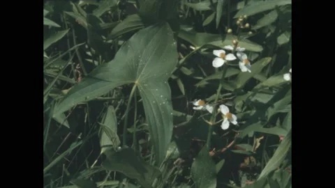 1960s: Three leaf arrowhead among the plants. Wild carrot flower. Stock Footage 188797529