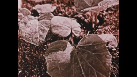 1960s: Time lapse of plants sprouting. Animation, close up of men. Plants Vidéo 307513979