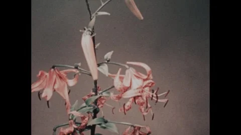 1960s: Time-lapse view of flowers curling open. Stem growing and blooming into a Stock Footage 255223205