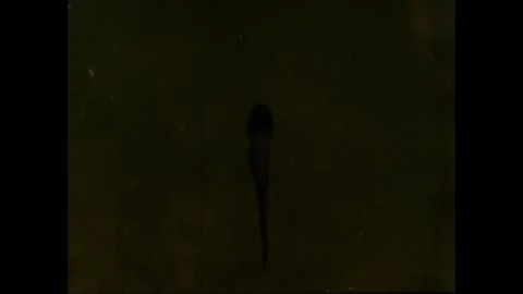 1960s: Tiny tadpole floating in pond water. Stock Footage 249234818