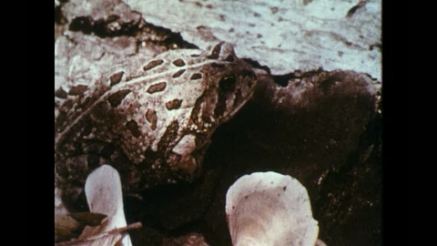 1960s: Toad hops off log. Millipede crawls on branch. Stock Footage 97583927