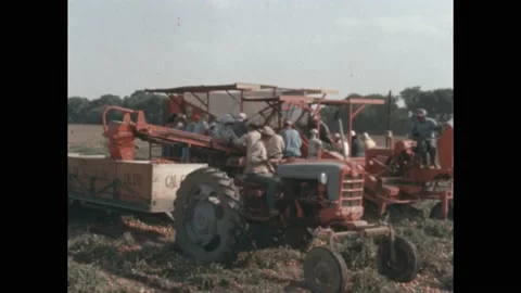 1960s: Tomato harvester runs down field. Workers and machines harvest tomatoes Stock Footage 188801046
