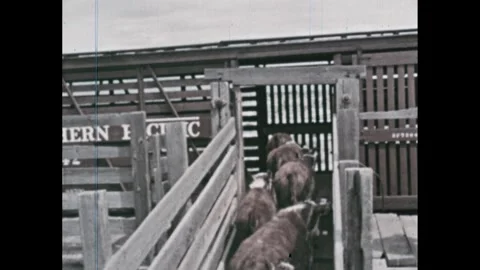 1960s: Train cars at grain elevator. Wheat pouring off truck. Cattle being Stock Footage 286715125