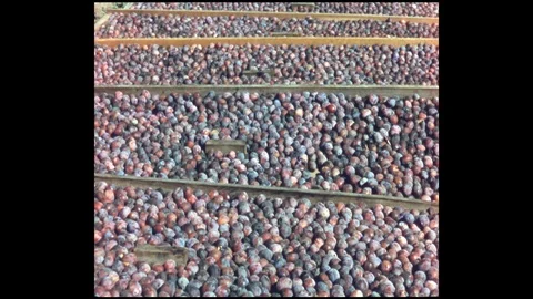 1960s: Trays of plums. Intertitle card. Field of plants. Man walks along rows of 스톡 동영상 112491645