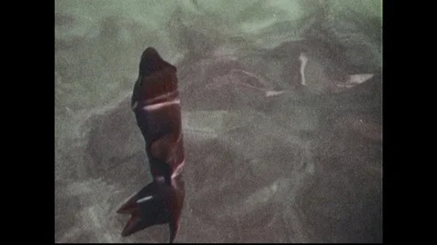 1960s: Trigger fish, barracuda, and sharks swim through water. Stock Footage 90738605