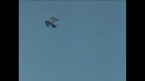1960s: Two pigeons fly in blue sky Stockbeeldmateriaal 249235341