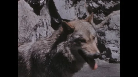 1960s: Two wolves in a stony wolf enclosure. Wolves panting. Stock Footage 307935349