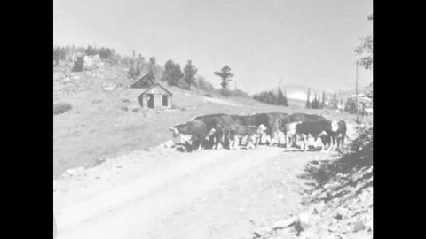 1960s: UNITED STATES: cows on country road. Man in truck. Cattle graze in Stock Footage