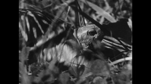 1960s: UNITED STATES: pattern on tortoise shell. Tortoise walks through grass. Stock Footage 98332886