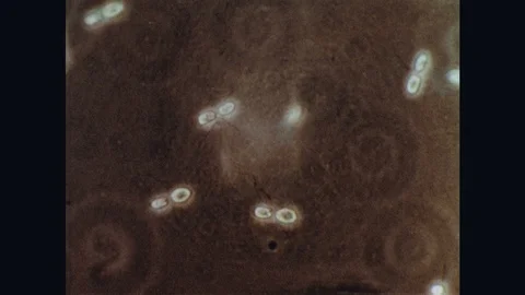 1960s: UNITED STATES: single cell organism under microscope. Protozoan cells Stock Footage