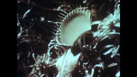 1960s: Venus flytrap plant. Spider enters mouth of Venus flytrap, trap slowly Stock Footage 82705499