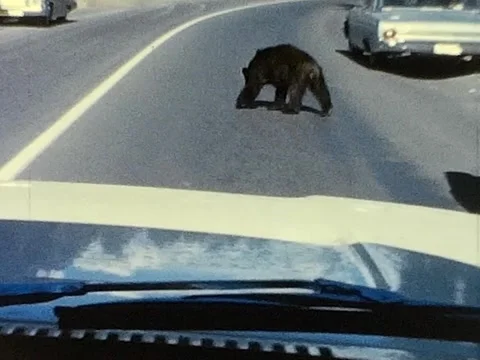 1960s Video of Bears on a Highway Stock Footage 336774836