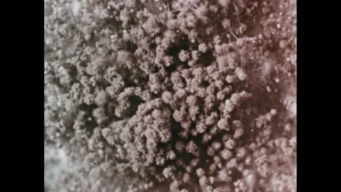 1960s: Wind blows mold spores into air.  Caption reads "SPORES." Stock Footage 262562495