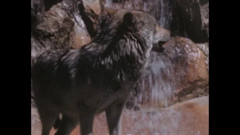 1960s: Wolf in front of a waterfall feature in zoo. Wolf in pool of zoo Stock Footage 307935367