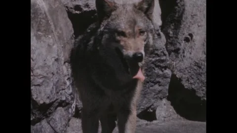 1960s: Wolf in a stony wolf enclosure. Wolf panting. Water feature. Paws by Stock Footage 307935359