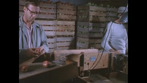 1960s: Workers handle apples and operate machinery in a factory dedicated to Vidéo 295082578
