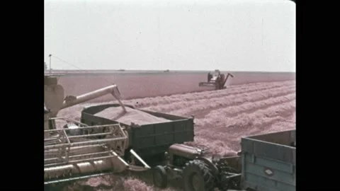 1960s: Workers put flour bags on dispensers in flour mill. Bags are sealed on Stock-Footage 205310802