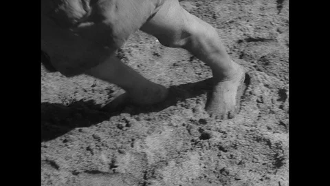 1961-Lifestyle / Spain / Europe / 1961 Stock Footage