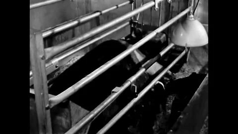 1961 - Piglets in steel stalls under heat lamps have their teeth blunted and Stock Footage